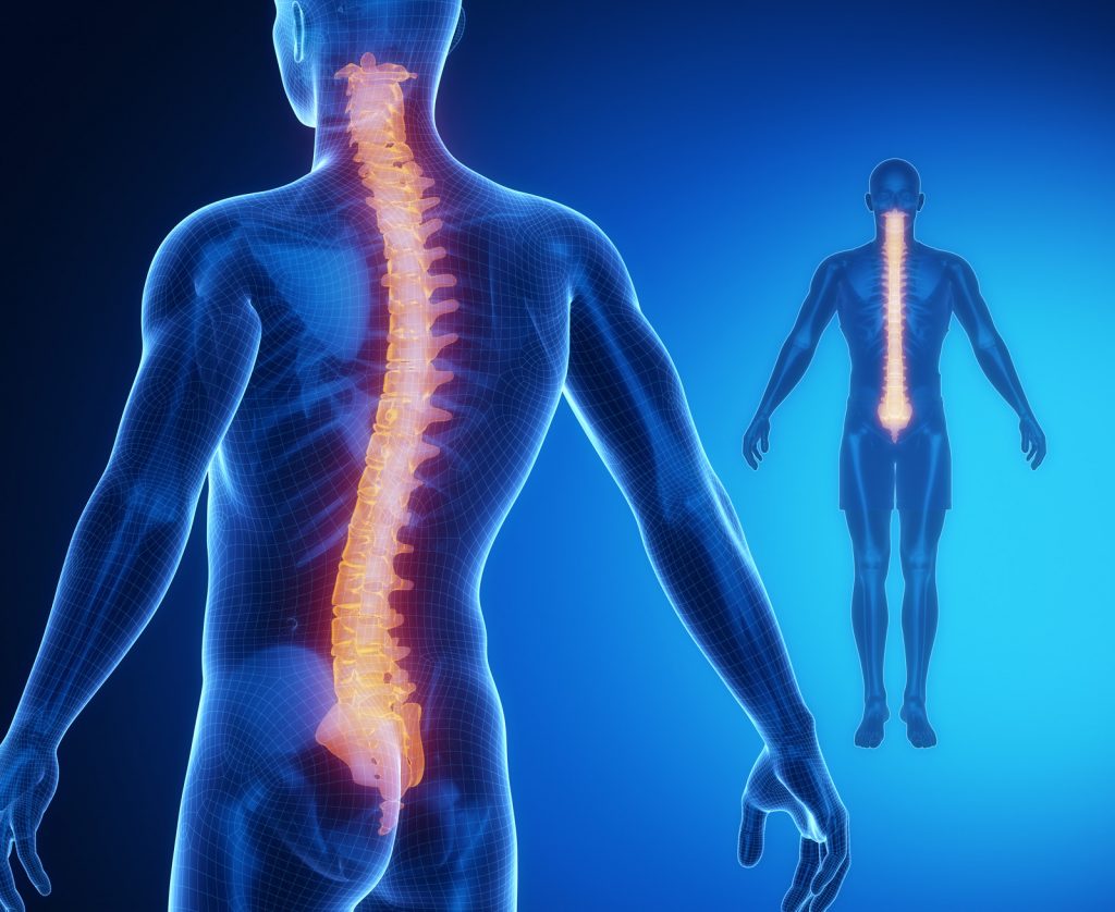 Image of spine inside of body
